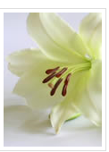 Death Notice Mary McEntee RIP 