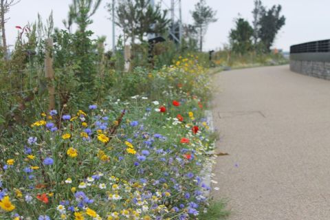 flowers